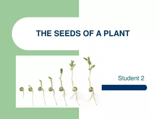 THE SEEDS OF A PLANT