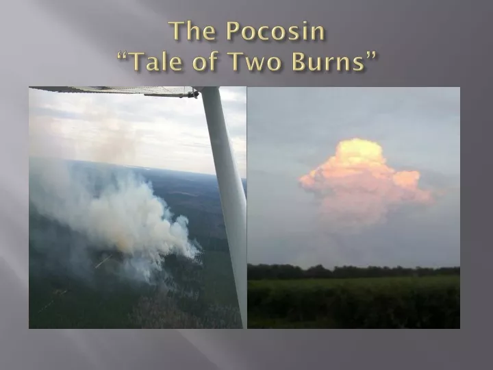 the pocosin tale of two burns