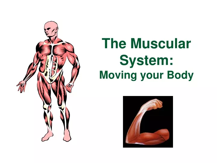 the muscular system moving your body