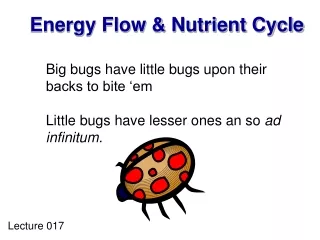 Energy Flow &amp; Nutrient Cycle