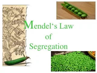 M endel‘s Law  of  Segregation