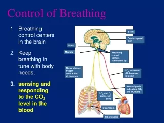 Control of  Breathing