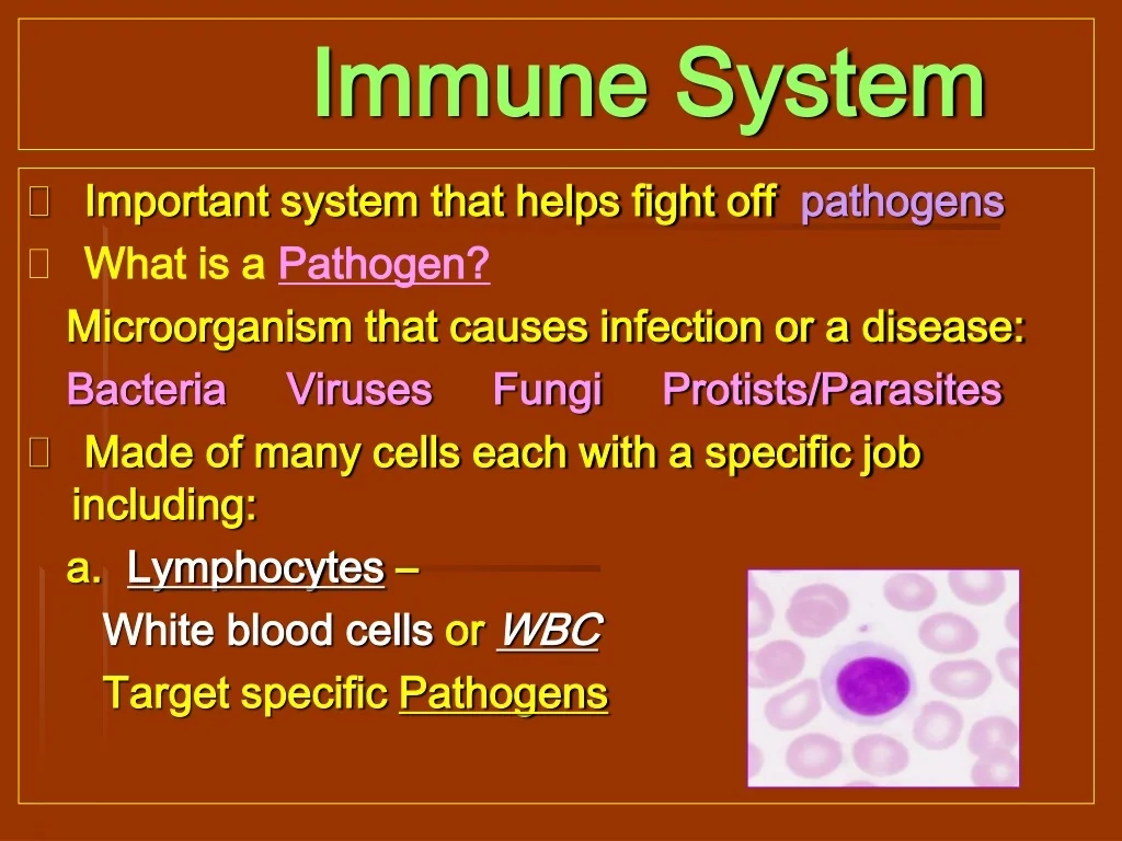 PPT - Immune System: Key Concepts and Functions PowerPoint Presentation ...