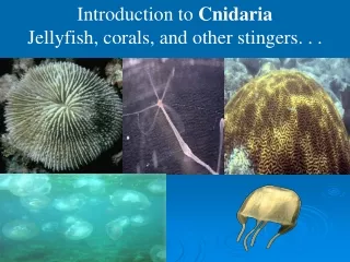 Introduction to  Cnidaria Jellyfish, corals, and other stingers. . .
