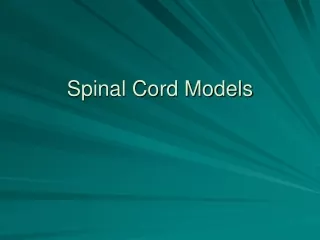 Spinal Cord Models