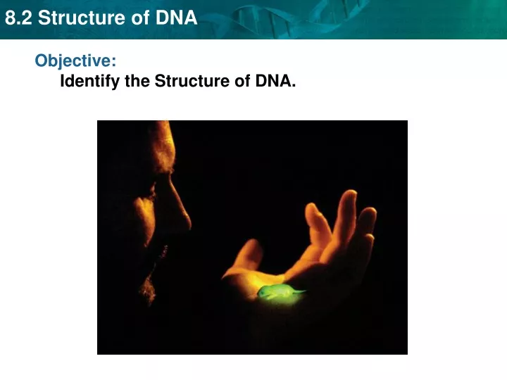 objective identify the structure of dna