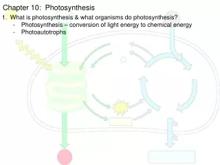 Chapter 10:  Photosynthesis