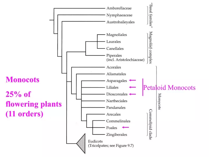 monocots 25 of flowering plants 11 orders