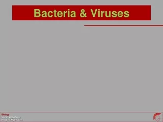 Bacteria &amp; Viruses