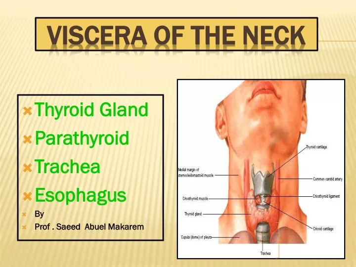 viscera of the neck