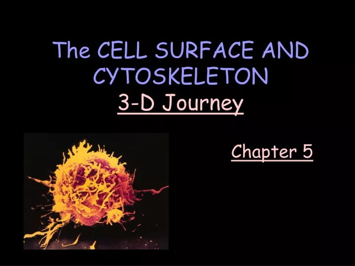 the cell surface and cytoskeleton 3 d journey