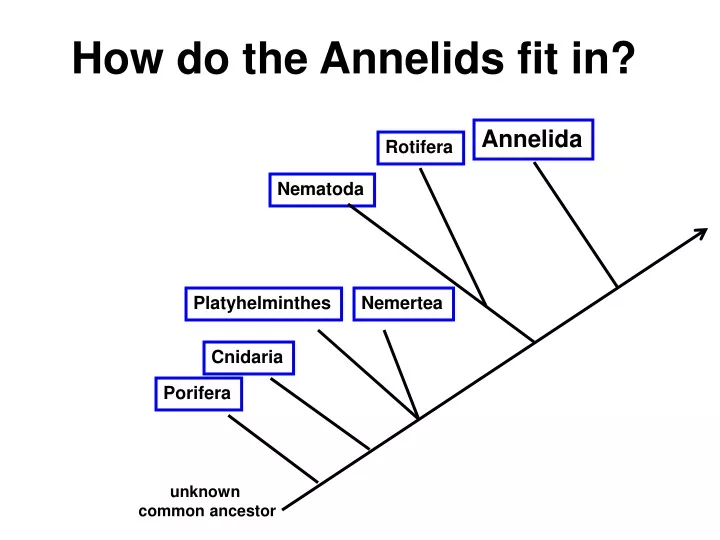 how do the annelids fit in