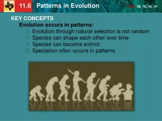 KEY CONCEPTS  Evolution occurs in patterns: Evolution through natural selection is not random