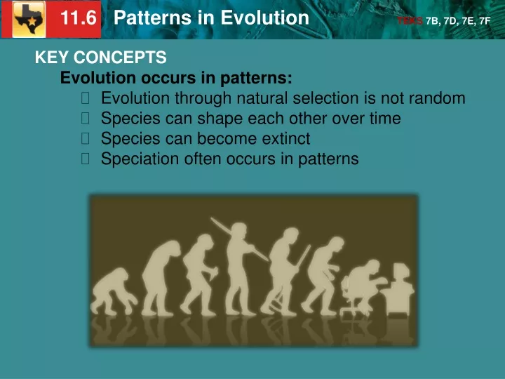 key concepts evolution occurs in patterns