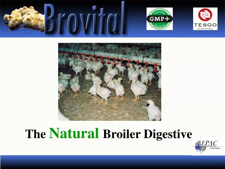 the natural broiler digestive