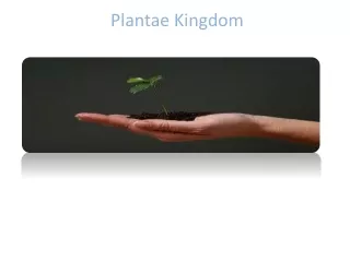 Plantae  Kingdom