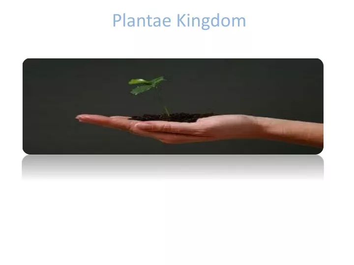 plantae kingdom