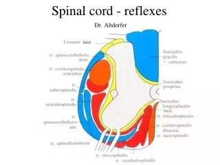 Spinal cord - reflexes