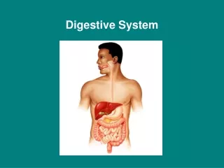 Digestive System