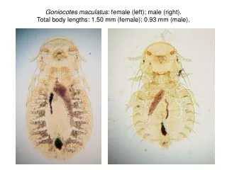Goniocotes maculatus : female, head.  Legend: a, antenna; e, eye; md, mandibles.