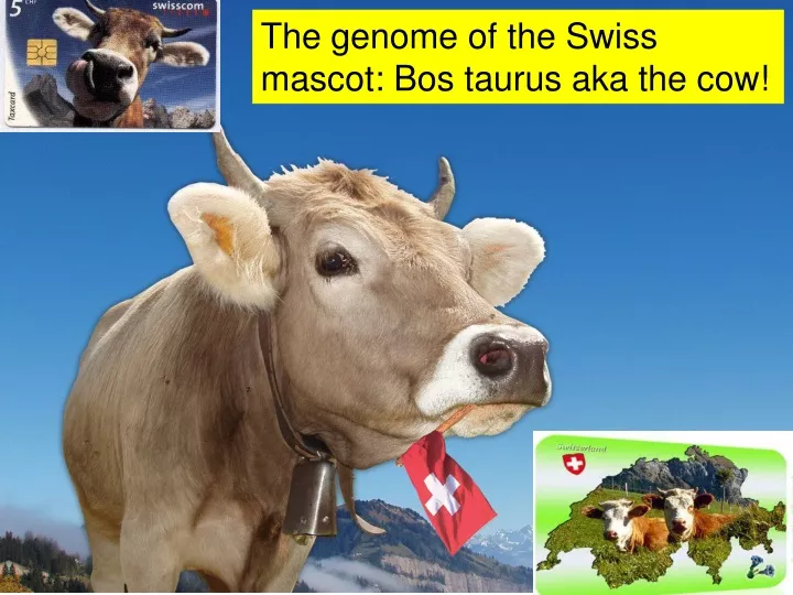 the genome of the swiss mascot bos taurus