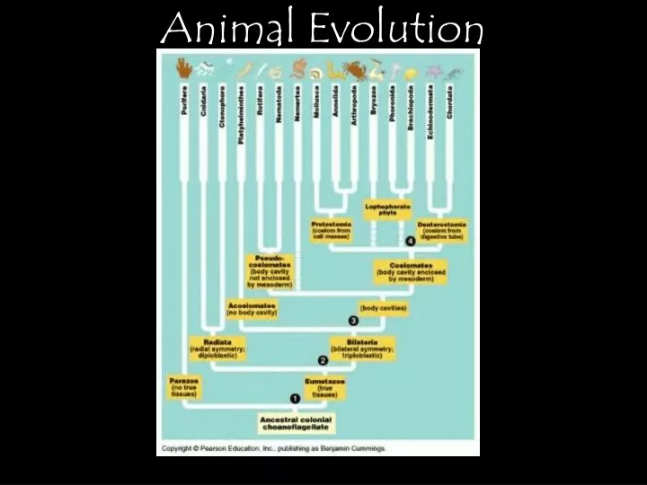 animal evolution