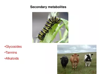 Secondary metabolites