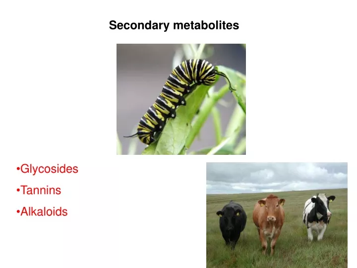 secondary metabolites