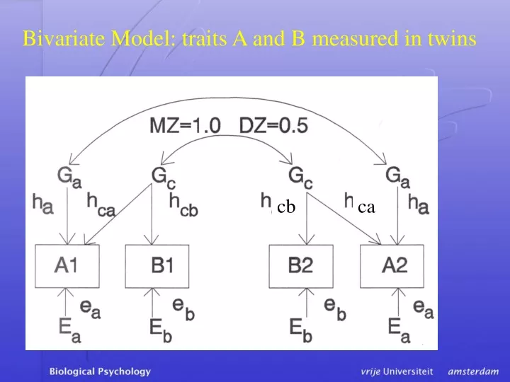 bivariate model traits a and b measured in twins