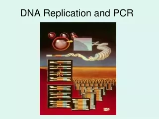 DNA Replication and PCR