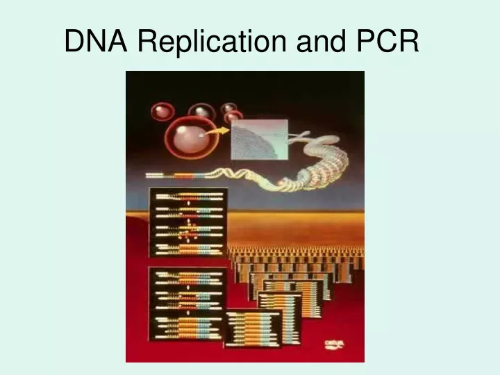 dna replication and pcr