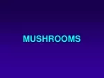 MUSHROOMS - slide 1