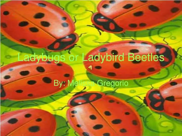 ladybugs or ladybird beetles