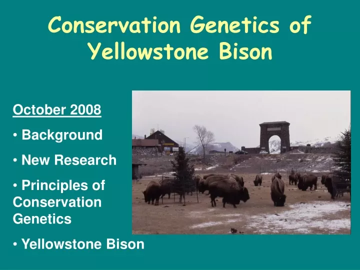 conservation genetics of yellowstone bison
