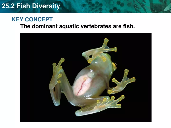 key concept the dominant aquatic vertebrates