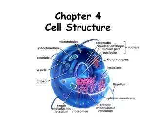 Chapter 4 Cell Structure