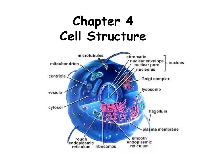 chapter 4 cell structure