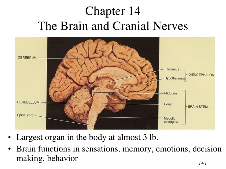 chapter 14 the brain and cranial nerves