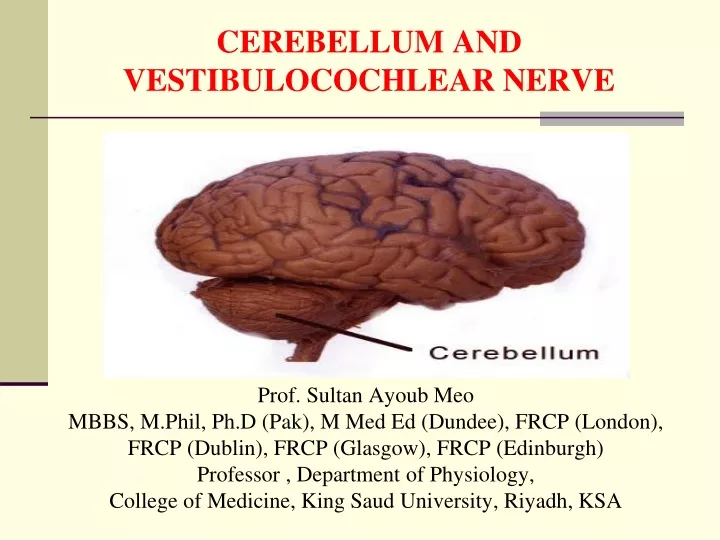 cerebellum and vestibulocochlear nerve