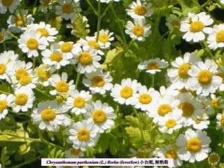 Chrysanthemum parthenium (L.) Berhn  (feverfew) ???, ???