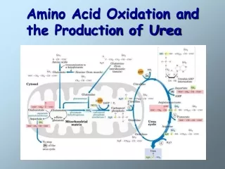 Amino Acid Oxidation and  the Production of Urea
