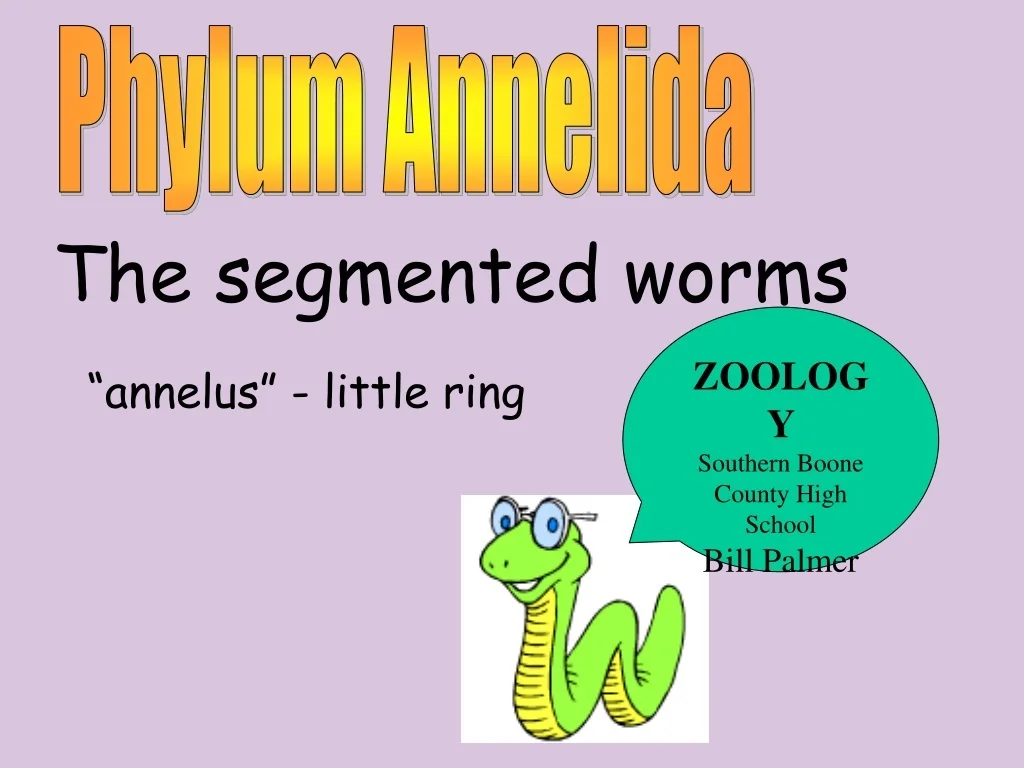PPT - Phylum Annelida PowerPoint Presentation, free download - ID:9660139