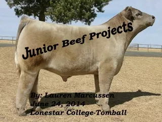 Junior Beef Projects