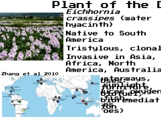 Eichhornia crassipes  (water hyacinth) Native to South America Tristylous, clonal