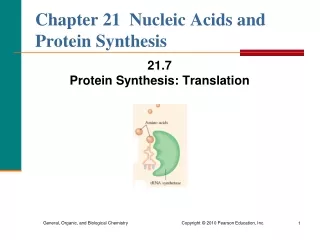 Chapter 21  Nucleic Acids and Protein Synthesis