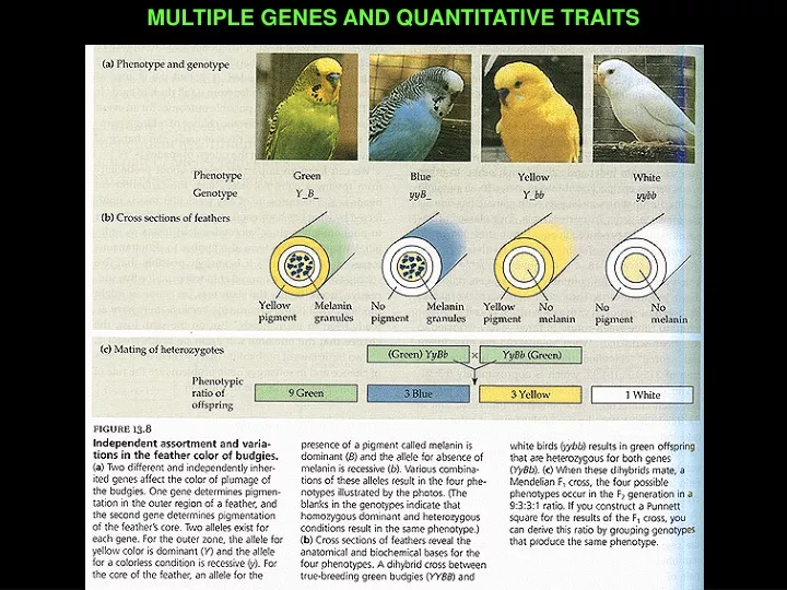 multiple genes and quantitative traits