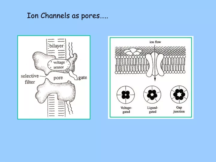 ion channels as pores