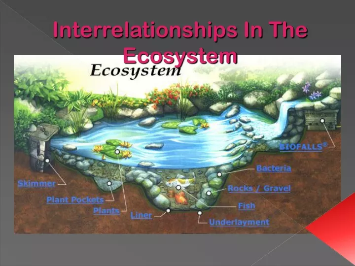 interrelationships in the ecosystem