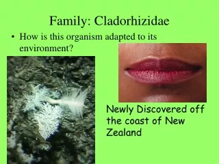 Family: Cladorhizidae