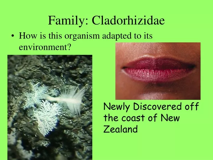 family cladorhizidae